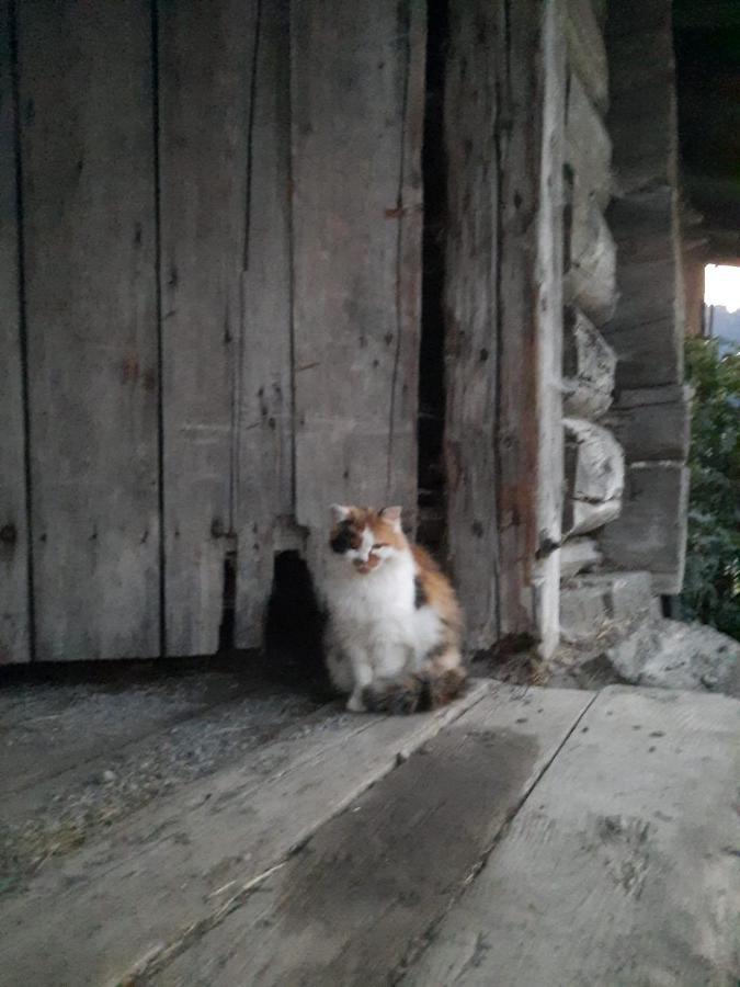 Appartement Muehlebnerhof Ramsau am Dachstein Bagian luar foto